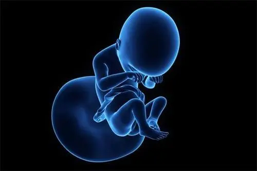 美国试管专家科普：囊胚和早期胚胎的区别是什么？