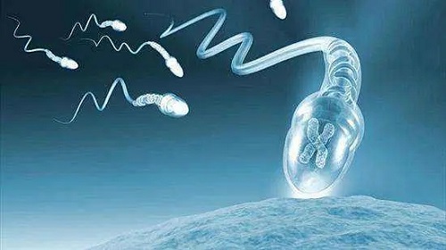 美国试管专家分析：胚胎质量差的原因在于女性还是男性？