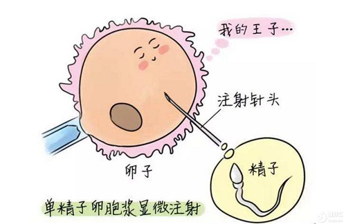 泰国试管婴儿流程中必须要考虑到的5点