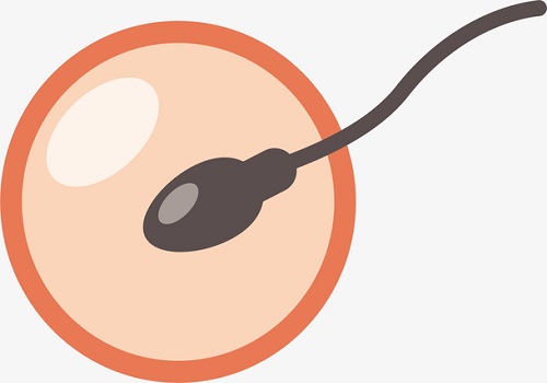 试管婴儿鲜胚胎和冷冻胚胎的区别